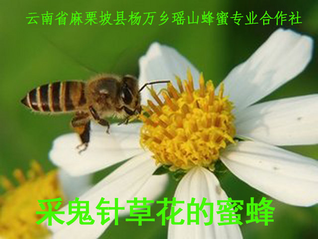 采鬼针草花的蜜蜂10.jpg