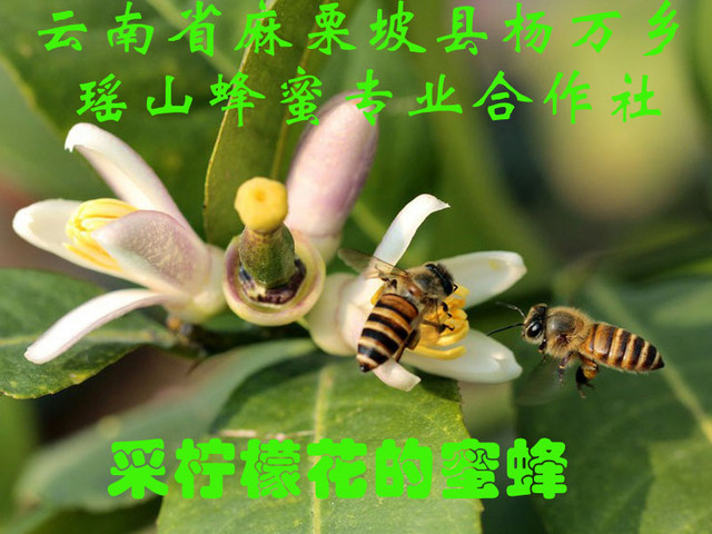 采柠檬花的蜜蜂2.jpg