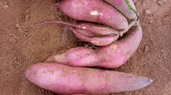 自家种的原生态红薯