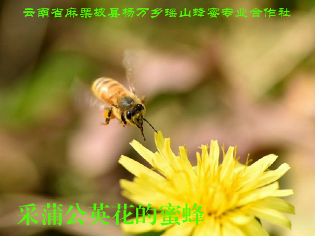 采蒲公英花的蜜蜂15.jpg