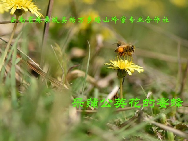 采蒲公英花的蜜蜂14.jpg