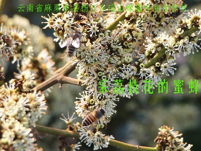 采荔枝花的蜜蜂18.jpg