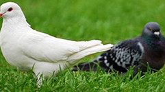 养殖技术肉鸽养殖技术是指通过人工养殖的方法