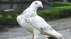 育雏饲养管理从出壳至28日龄的鸽统称雏鸽