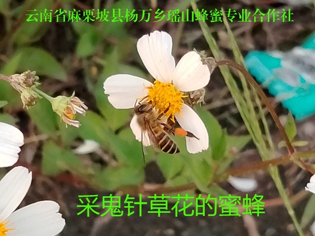采鬼针草花的蜜蜂21.jpg