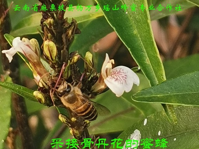 采接骨丹花的蜜蜂43.jpg