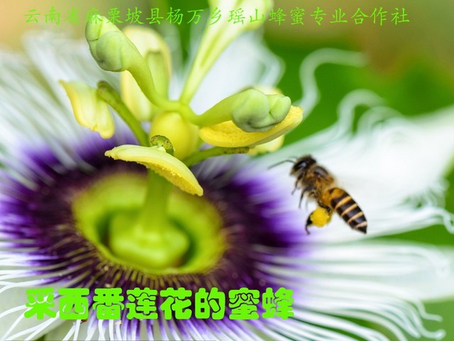 采西番莲花的蜜蜂17.jpg