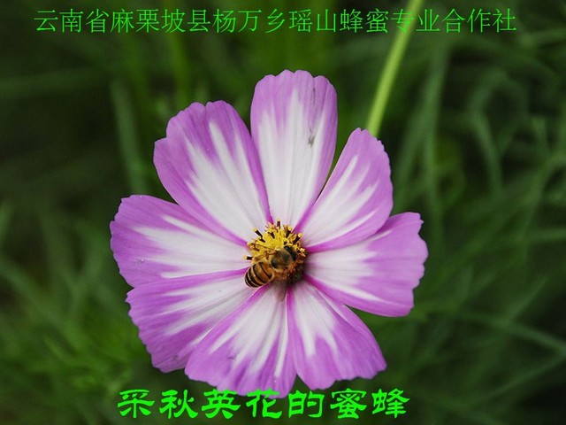 采秋英花的蜜蜂13.jpg