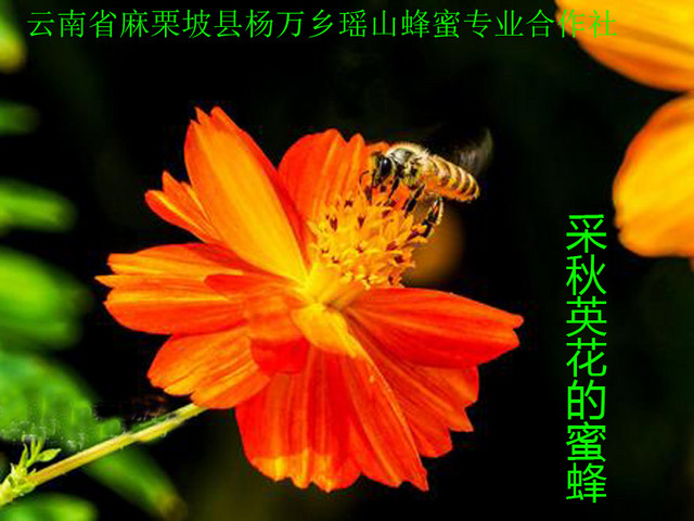采秋英花的蜜蜂27.jpg