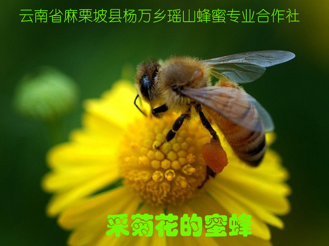 采菊花的蜜蜂7.jpg