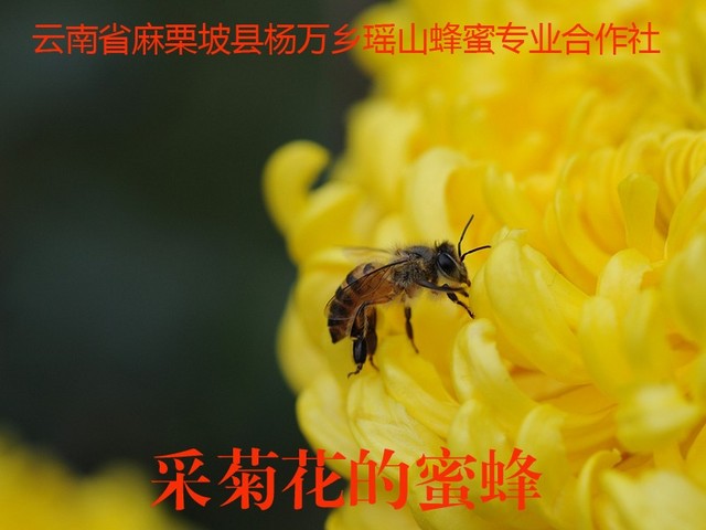 采菊花的蜜蜂11.jpg