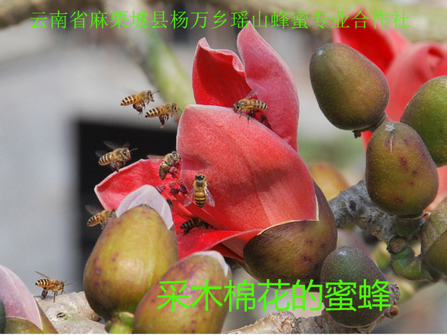 采木棉花的蜜蜂3.jpg