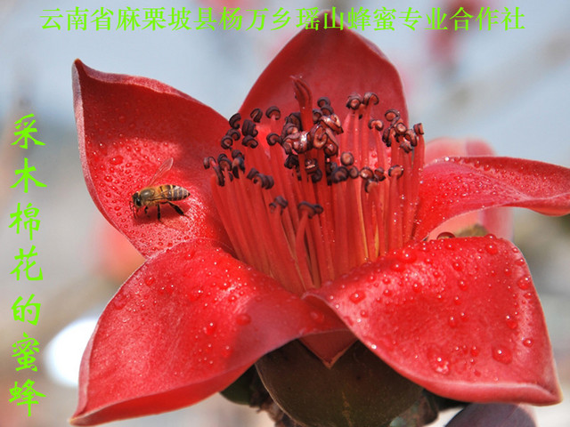 采木棉花的蜜蜂7.jpg