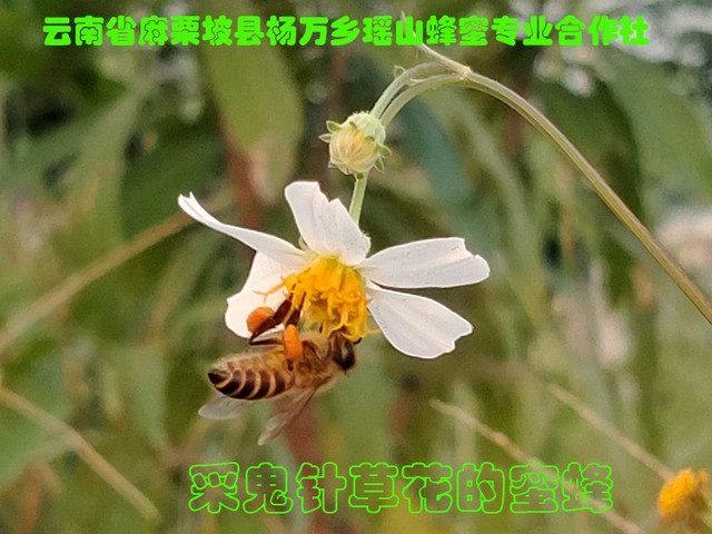 采鬼针草花的蜜蜂19.jpg