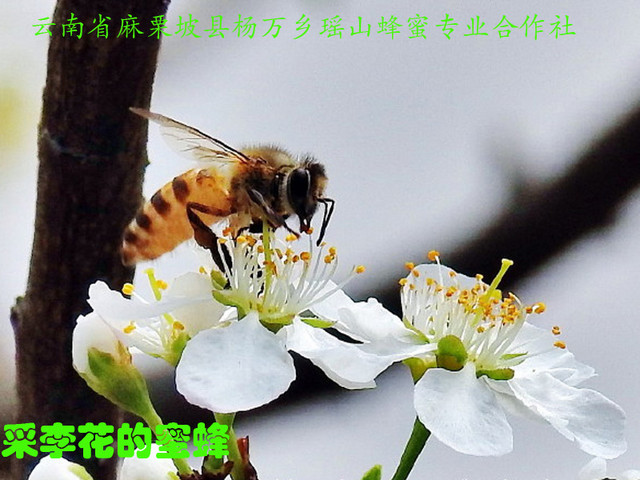 采李花的蜜蜂7.jpg