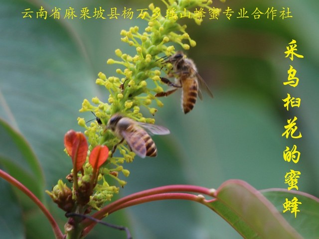 采乌桕花的蜜蜂12.jpg