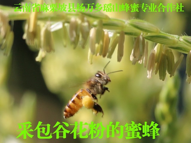 采包谷花粉的蜜蜂2.jpg