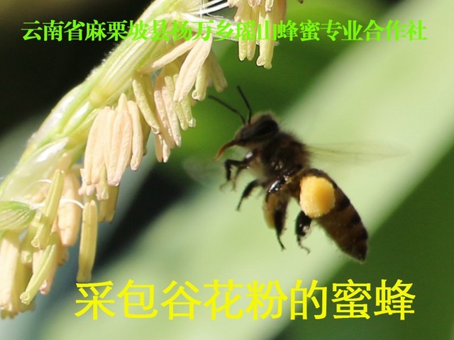 采包谷花粉的蜜蜂3.jpg