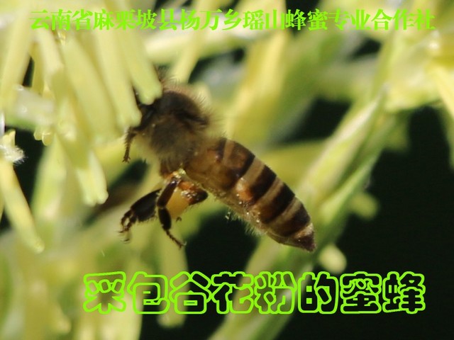 采包谷花粉的蜜蜂4.jpg