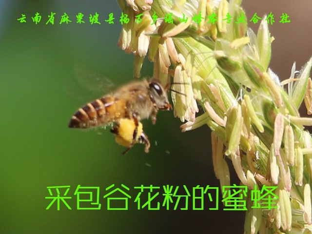 采包谷花粉的蜜蜂11.jpg