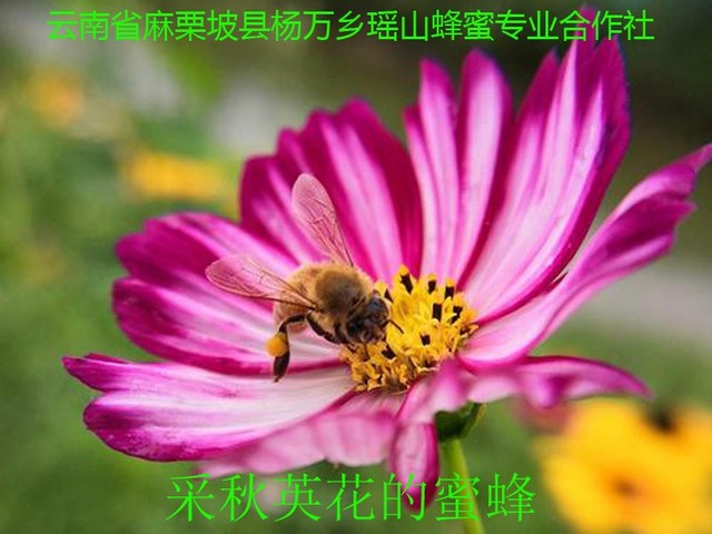 采秋英花的蜜蜂4.jpg