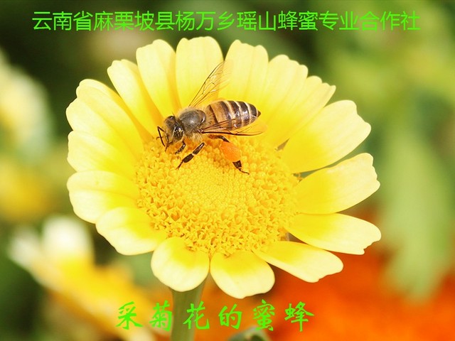 采菊花的蜜蜂15.jpg